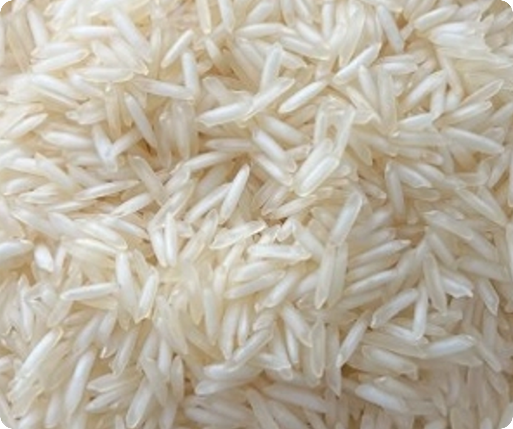 Sharbati Basmati rice exporter premium quality